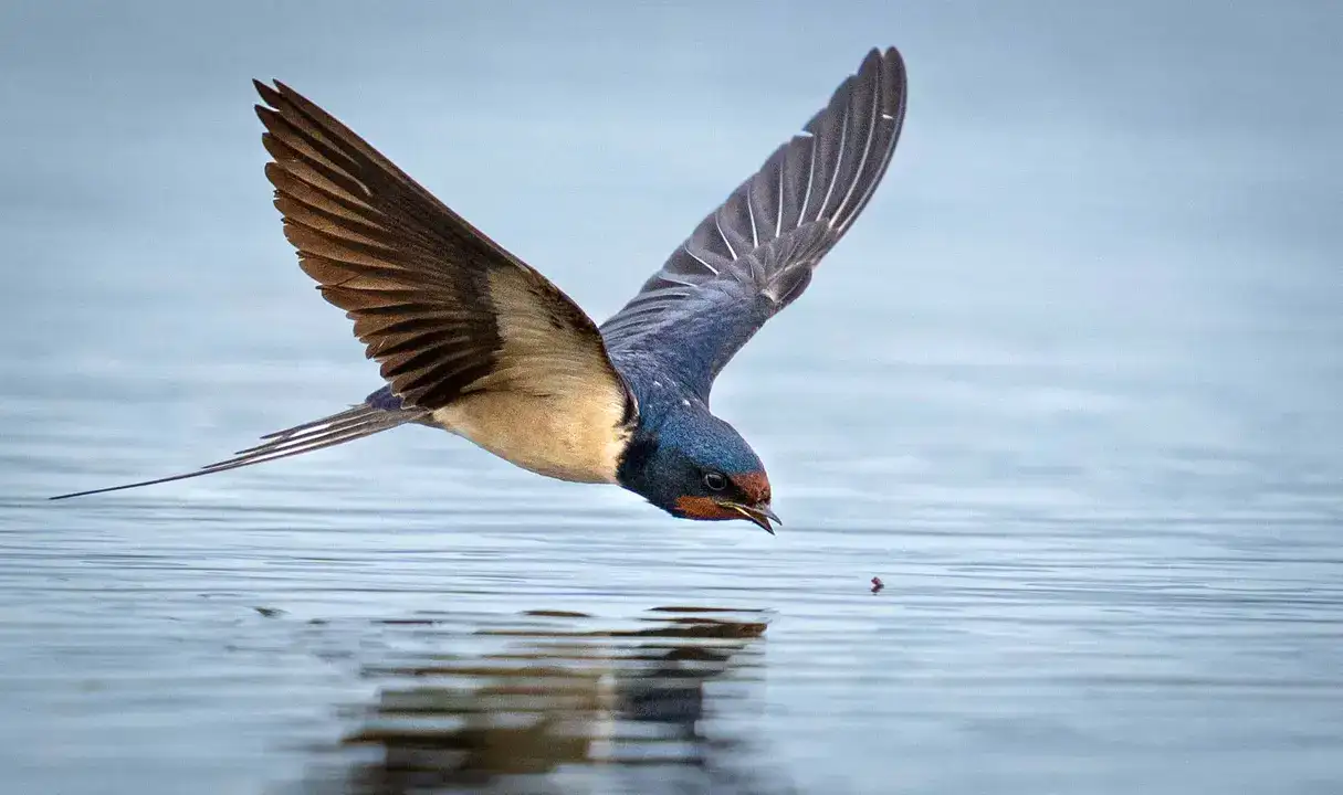 Göç Yolunda Antalya'nın Nadir Misafirleri 7